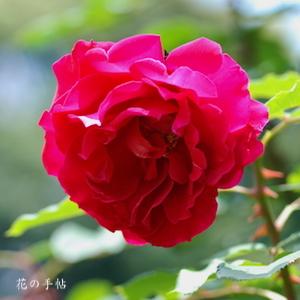 バラ　ビクトル ユーゴ｜花の手帖のバラ図鑑