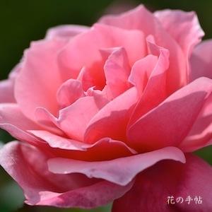 バラ　ヴィオレーヌ｜花の手帖のバラ図鑑