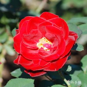 バラ　ビーバ｜花の手帖のバラ図鑑