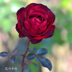 バラ　ビーバ｜花の手帖のバラ図鑑