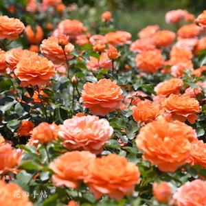 バラ　ビブレバカンス｜花の手帖のバラ図鑑