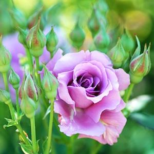 バラ　ワカムラサキ（若紫／Wakamurasaki）｜花図鑑【花の手帖】