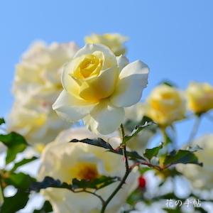 バラ　ワオン（和音）｜花の手帖のバラ図鑑