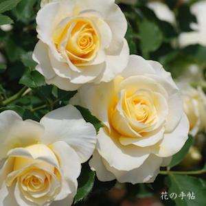 バラ　ワオン（和音）｜花の手帖のバラ図鑑