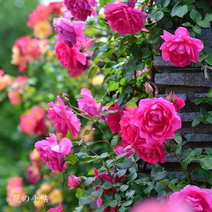 バラ　ヴァイエンシュテファン（Weihenstephan）｜花の手帖のバラ図鑑