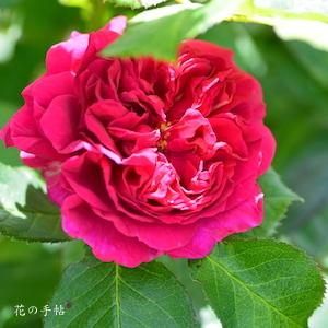バラ　ウェンロック（Wenlock）｜花の手帖のバラ図鑑