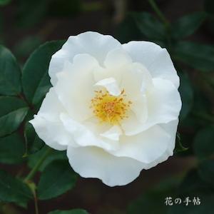 バラ　ホワイトマジック｜花の手帖のバラ図鑑