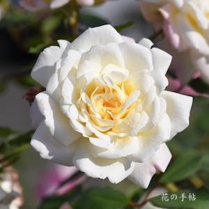 バラ　ホワイトグルスアンアーヘン｜花の手帖のバラ図鑑