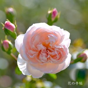 バラ　ワイルドイブ（Wildeve）｜花の手帖のバラ図鑑