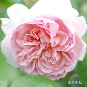 バラ　ワイルドイブ（Wildeve）｜花の手帖のバラ図鑑