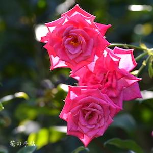 バラ　｜花の手帖のバラ図鑑