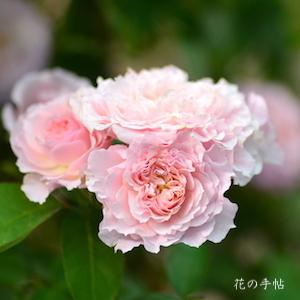 バラ　ウィリアム クリスティ 2015｜花の手帖のバラ図鑑