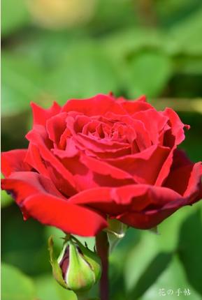 バラ　ウィンショッテン（Winshoten）｜花の手帖のバラ図鑑