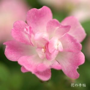 バラ　ヤメツヒメ（八女津姫）｜花の手帖のバラ図鑑