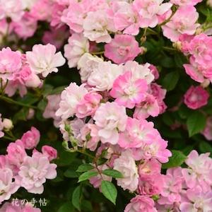 バラ　ヤメツヒメ（八女津姫）｜花の手帖のバラ図鑑