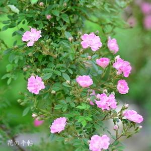 バラ　ヤメツヒメ（八女津姫）｜花の手帖のバラ図鑑