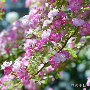 バラ　ヤメツヒメ（八女津姫）｜花の手帖のバラ図鑑