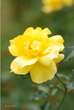 バラ　イエロー シンプリシティ（ROSE　Yellow Simplicity）｜花の手帖のバラ図鑑