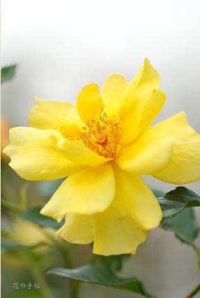 バラ　イエロー シンプリシティ（ROSE　Yellow Simplicity）｜花の手帖のバラ図鑑