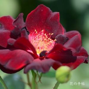 バラ　ヨルノシラベ（夜の調べ）｜花の手帖のバラ図鑑