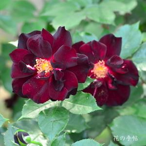 バラ　ヨルノシラベ（夜の調べ）｜花の手帖のバラ図鑑