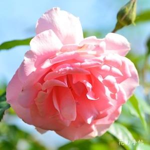 バラ　ユー アー ビューティフル（You are Beautiful）｜花の手帖のバラ図鑑