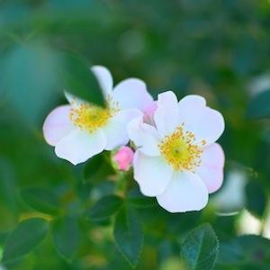 バラ　ユキッコ（雪っ子）｜花の手帖のバラ図鑑