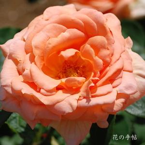 バラ　ユメ（夢）｜花の手帖のバラ図鑑