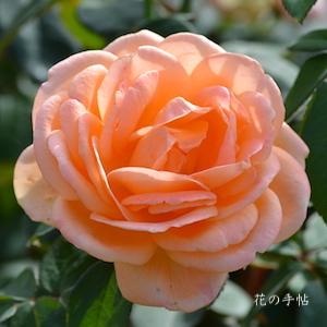 バラ　ユメ（夢）｜花の手帖のバラ図鑑