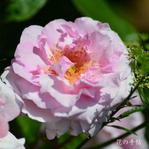 バラ　ユメカ（夢香）｜花の手帖のバラ図鑑