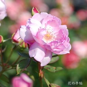バラ　ユメカ（夢香）｜花の手帖のバラ図鑑
