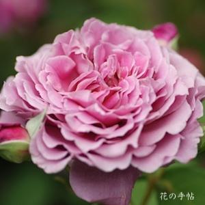 バラ　ユメムラサキ（夢紫）｜花の手帖のバラ図鑑