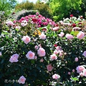 バラ　ユウカ（優花）｜花の手帖のバラ図鑑