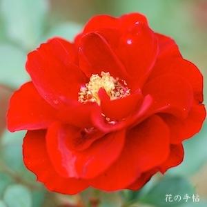 バラ　ツボルグケーニッヒ78（Zwergkonig78）｜花の手帖のバラ図鑑