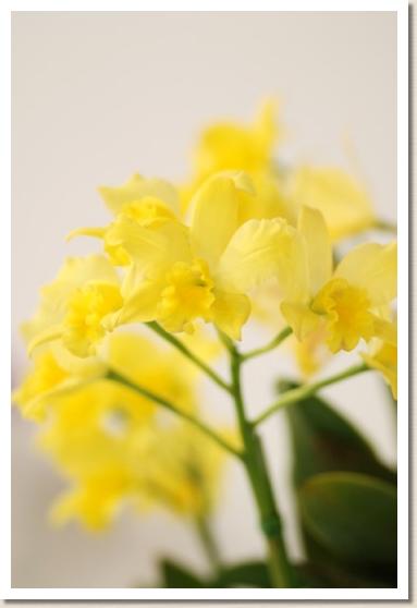 リンカトレアンセ ラブ サウンド 'スター フルーツ'