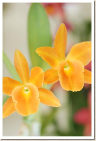 リンカンセ ダフォディル 'ミルフィーユ'