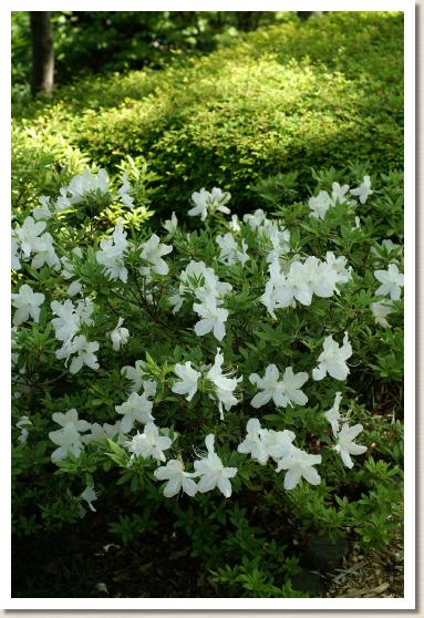 リュウキュウツツジ（琉球躑躅）  