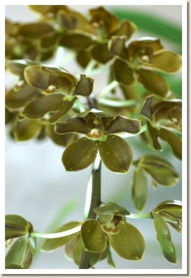 グラマトフィラム スクリプタム 'タイガー'