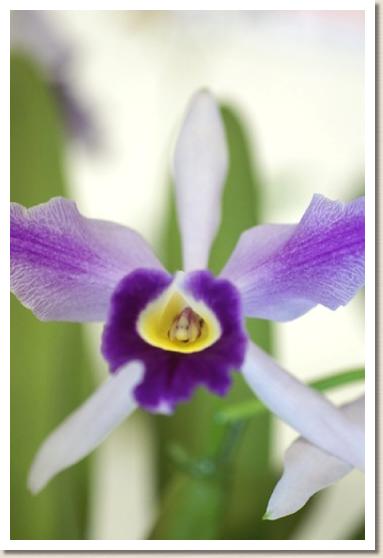 リンコレリオカトレヤ トウキョウ ビート 'プリンシパル'