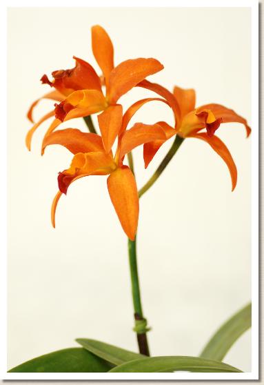 レリオカトレヤ シンソンテ オレンジ 'スパークル'