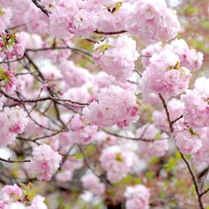 サクラ　エド（江戸）｜花の手帖の桜図鑑
