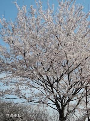 サクラ　エドヒガン｜花の手帖の桜図鑑