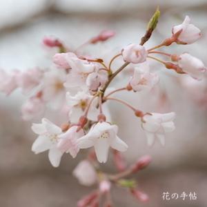 サクラ　エドヒガン｜花の手帖の桜図鑑