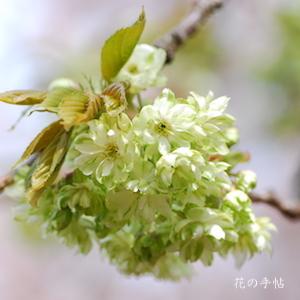 サクラ　ギョイコウ（御衣黄）｜花の手帖の桜図鑑