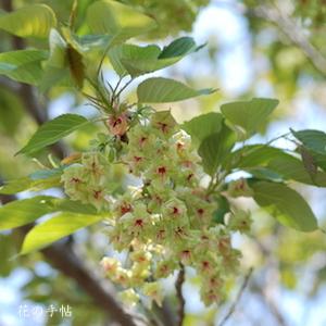 サクラ　ギョイコウ（御衣黄）｜花の手帖の桜図鑑