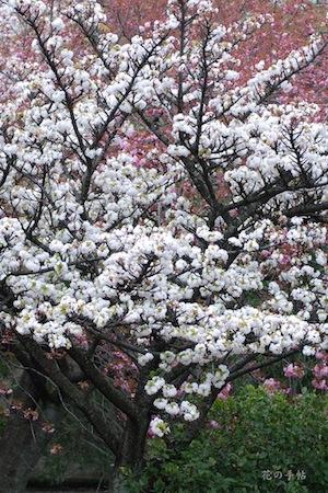 サクラ　｜花の手帖の桜図鑑