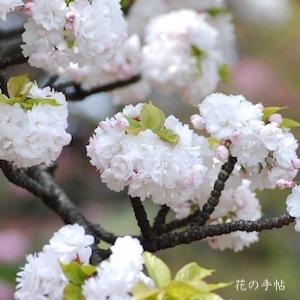 サクラ　イチハラトラノオ（市原虎の尾）｜花の手帖の桜図鑑