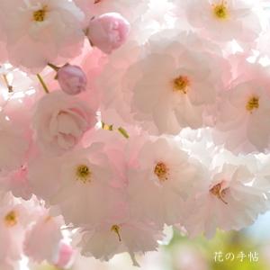 サクラ　イチヨウ（一葉）｜花の手帖の桜図鑑