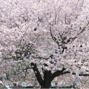 サクラ　イチヨウ（一葉）｜花の手帖の桜図鑑