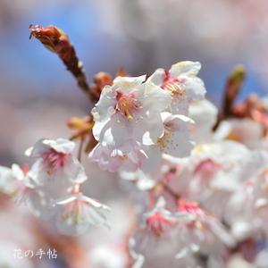 サクラ　カンザクラ（寒桜）｜花の手帖の桜図鑑